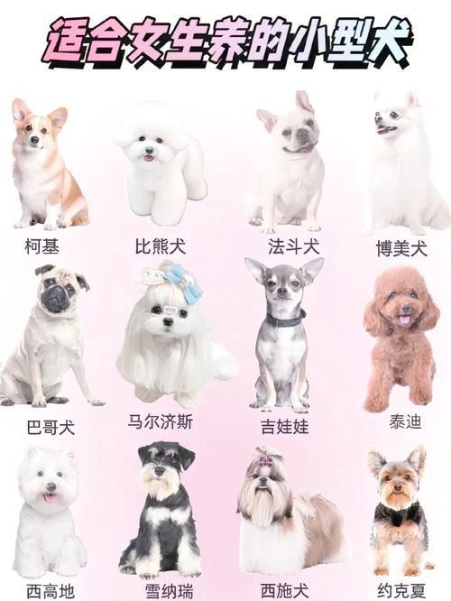十种最适合家养的小型犬图，选对小型犬，聪明温顺超萌！
