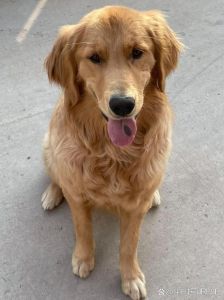 金毛犬最恨三个主人，金毛需陪伴，别打骂溺爱，规范爱护它