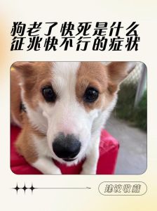 老话说狗不养几年鸡不养几年，养鸡狗老话有讲究，养久风险大，珍惜相伴时光