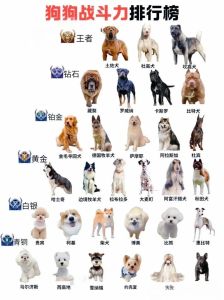 狗狗的撒娇程度排名，狗狗撒娇超萌，治愈心坎！