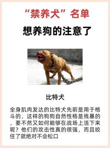 自来狗为什么不能随便养，健康性格皆考验，法律责任不能忘！