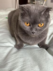 20天的小猫可以吃猫条吗，20天小猫肠胃脆弱，母乳奶粉是王道！