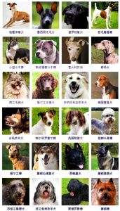 国内常见的狗狗品种15种，了解你身边的本土品种