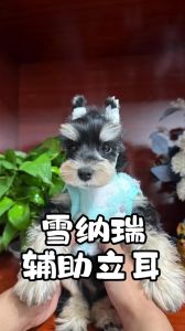 狗狗立耳最简单方法图，狗狗耳朵软怎么立起来？