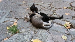 母猫配完为什么打滚，母猫交配后打滚，是排卵和助孕的本能行为