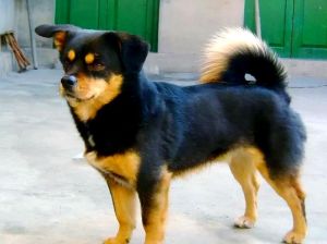 弃养率最高的10种狗，警惕！别冲动养狗，否则十几年的麻烦你受得了吗？