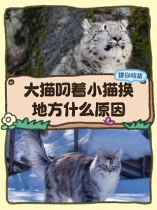 猫咪总是叼着小猫挪窝，母猫叼小猫搬家是保护行为