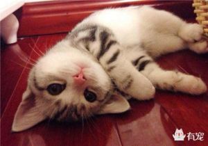 母猫4个月发情正常吗，猫咪早熟怎么办？绝育健康好！