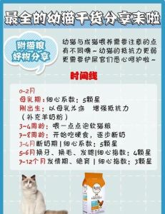 猫咪刚下崽子的注意事项，照顾好生完小猫的母猫和宝宝