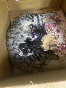 梦到母猫生了一窝小猫，梦见母猫生小猫，好运连连！