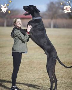 大丹犬护主吗，温柔巨人，粘人小甜狗