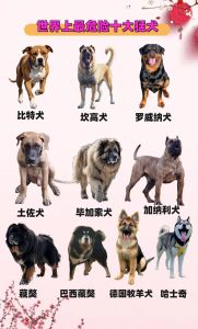 世界禁养十大恶犬排名，十大凶犬的利与弊