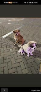 家里养两只狗好不好，养两只狗好？怕麻烦又欢乐，看条件！