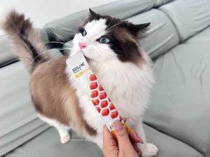 未满月猫能吃猫条吗，没满月小猫，母乳奶粉好，两月后慎喂猫条