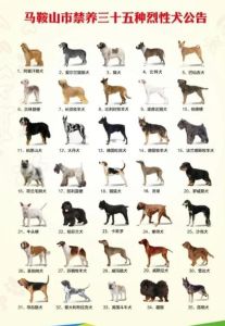 城市大型犬养狗规定，城市养狗责任大，办证疫苗牵绳好