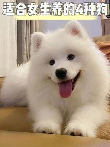 家里养哪种狗最合适，聪明粘人，适合全家的小型犬种推荐