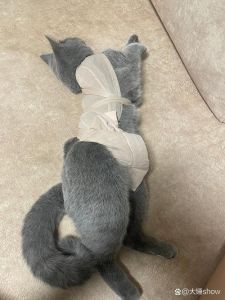 小母猫发春了怎么处理，母猫发情怎么办？简单应对法