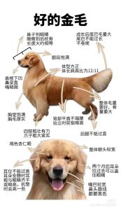 金毛为啥不建议养，金毛缺点多？精力食量都要管，养前想清楚！