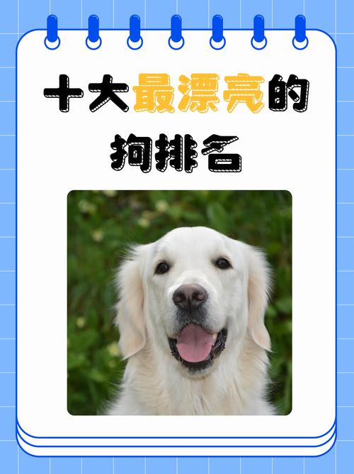 十大好狗，法国斗牛犬金毛寻回犬等！