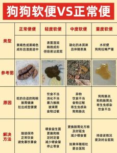 小狗要几个月才不会到处拉屎，小狗几个月能定点上厕所？8-16周黄金期，耐心引导最重要！
