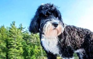 葡萄牙水犬吃什么食物，科学喂养更健康！