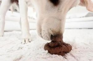幼犬吃自己的屎，幼犬吃屎怎么办？先查虫子消化，科学调理有耐心