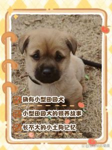 小区里能养小型犬吗，小区养狗问物业？装修押金合理吗？