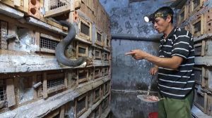眼镜蛇当宠物养犯法吗，养眼镜蛇当宠物犯法吗？需办手续注意安全！
