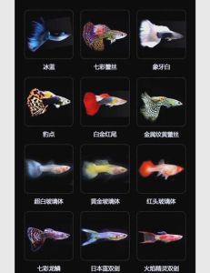 孔雀鱼属于冷水鱼还是热带鱼，孔雀鱼适宜温度22-24℃，模拟自然环境养更佳