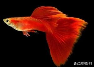 孔雀鱼母鱼生完鱼不久就死了，孔雀鱼母鱼产后死亡怎么办？