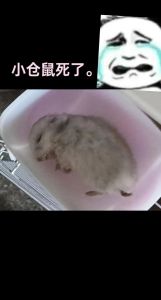 仓鼠32度会被热死吗，养仓鼠注意温湿度，别让它中暑或冻死！