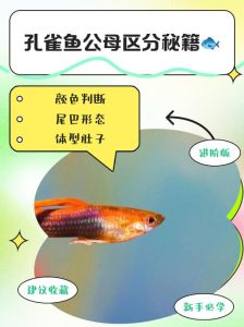 孔雀鱼是冷水鱼还是，孔雀鱼水温和养法小贴士