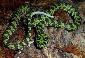 莽山烙铁头蛇，国家一级保护动物，近年频现南岭保护区