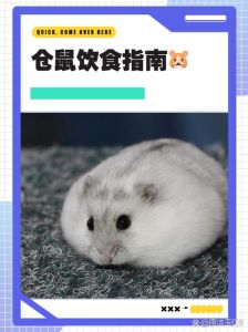 仓鼠粮还没到给仓鼠先吃什么，仓鼠零食怎么喂？科学喂养小贴士