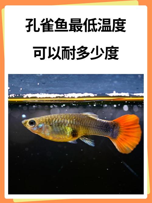 100升水能养多少孔雀鱼,养鱼要平衡,别只看数量,鱼健康最重要 100升水能养多少孔雀鱼,养鱼要平衡,别只看数量,鱼健康最重要