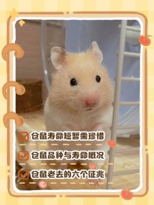 仓鼠不吃不喝几天会死，仓鼠饿水致命，主人得靠谱