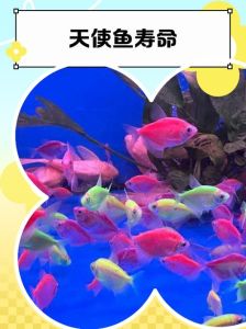 天使鱼不打氧能活吗，天使鱼水要氧，健康活泼靠打氧