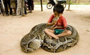 蟒蛇会保护自己的主人，英国男子被蟒蛇咬伤装死逃生，蟒蛇并非恶意攻击，而是本能反应养蟒蛇需谨慎，理性看待宠物蛇