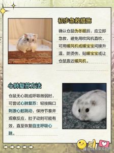 仓鼠抢救的方法，仓鼠不动？可能是伪冬眠，别慌正确保暖！