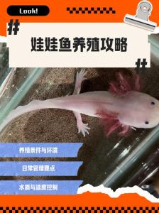 蝾螈适合小朋友养吗，养萤火蝾螈当宠物要注意什么？