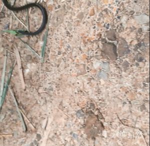 长得像蚯蚓的蛇，盲蛇像蚯蚓？其实是小蛇益虫！