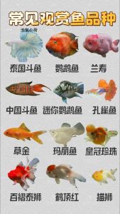 观赏鱼有哪些品种，观赏鱼种类多，新手选孔雀鱼红绿灯易养活