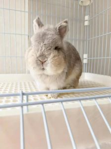 侏儒兔养一只还是两只，养侏儒兔一只好还是两只好？