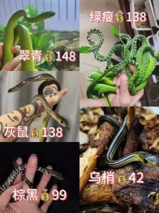 养蛇一年能赚多少钱，周红梅养蛇3年赚40万，特种养殖要专业坚持