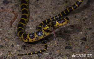 小时候遇见一种生物像蛇浑身油，小时候山里见怪东西，像蛇又像塔佐蠕虫？