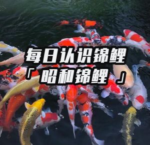 锦鲤属于热带雨还是冷水鱼，养锦鲤要用心，水质好鱼儿才健康！