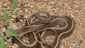 居民楼养蛇对楼下有影响吗，楼内养蛇引争议，邻居忧安全寻平衡