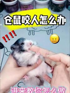 仓鼠放手上会咬人吗，别怕！仓鼠咬人一般不严重，耐心亲近它就没事了