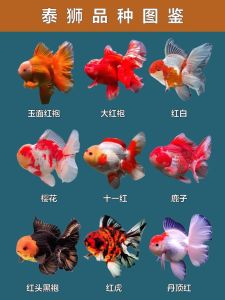 泰狮是冷水鱼还是热水鱼，泰狮鱼偏冷水，混养选小型，水质要调好