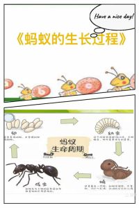 蚂蚁是怎么诞生的，家里突然冒蚂蚁？食物湿气太招惹，干净卫生是关键！